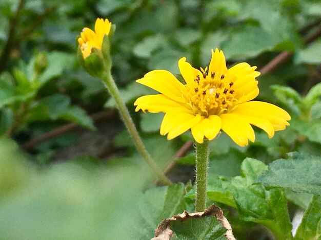 Close-up of yellow flowers blooming outdoors