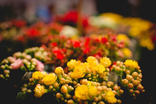 Foto close-up di fiori gialli che fioriscono all'aperto