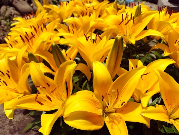 Close-up of yellow flowers blooming outdoors