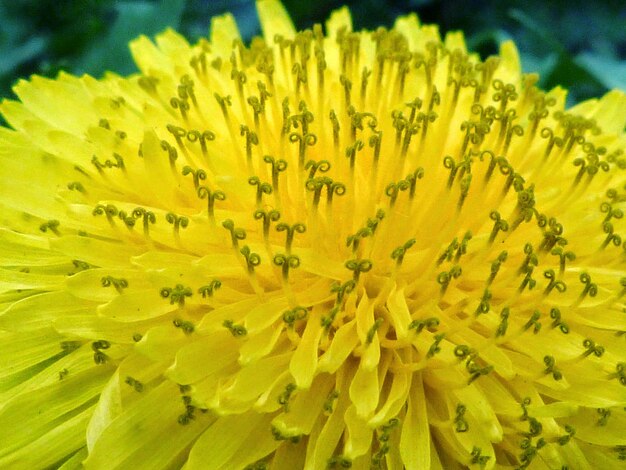 Close-up of yellow flowers blooming outdoors