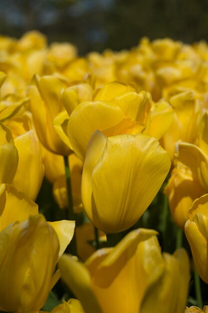 Close-up of yellow flowers blooming outdoors