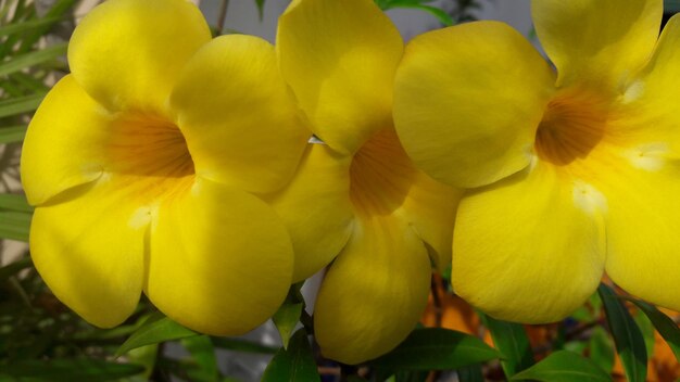 Close-up of yellow flowers blooming outdoors