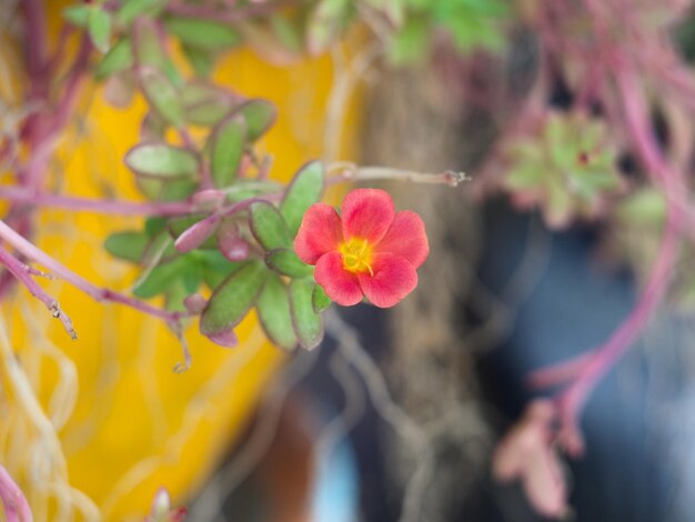 Close-up of yellow flowers blooming outdoors