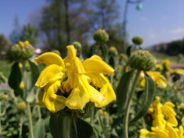 Close-up of yellow flowers blooming outdoors