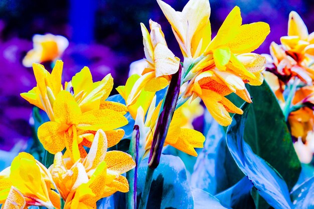 Close-up of yellow flowers blooming outdoors