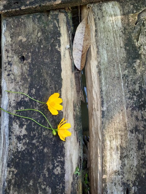 Close-up of yellow flowers blooming outdoors