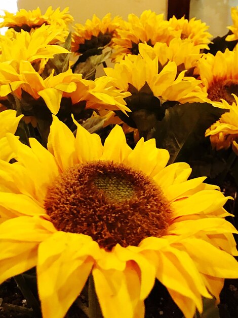 Close-up of yellow flowers blooming outdoors