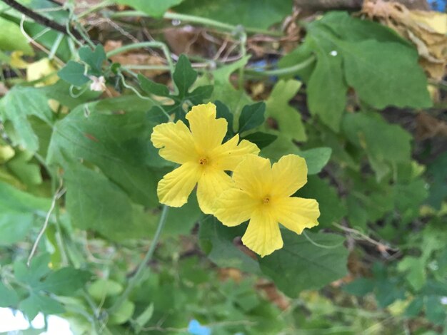 Close-up of yellow flowers blooming outdoors