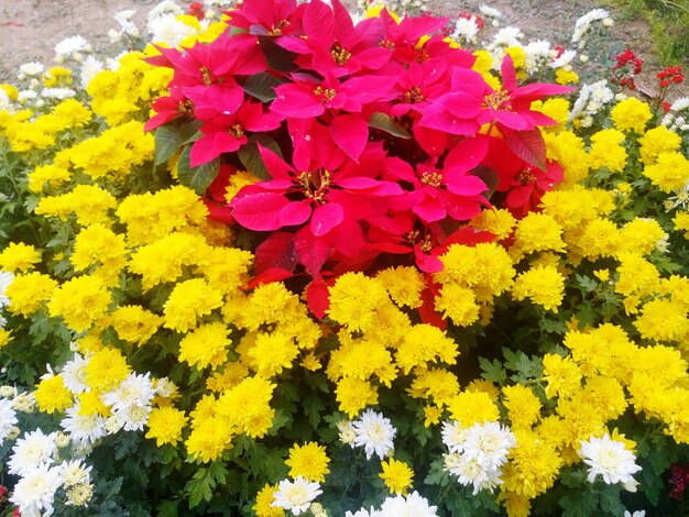 Close-up of yellow flowers blooming outdoors