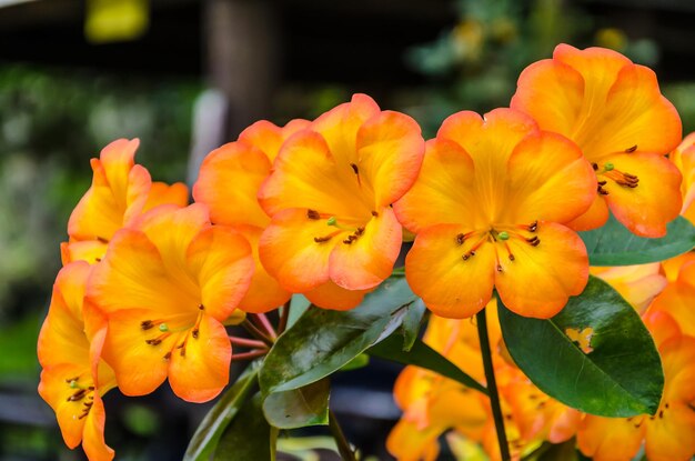 Close-up of yellow flowers blooming outdoors