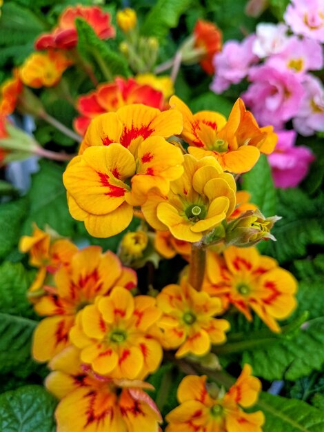 Close-up of yellow flowers blooming outdoors