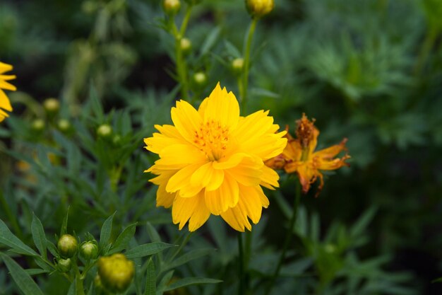 Close-up of yellow flowers blooming outdoors