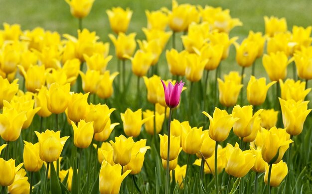 Close-up of yellow flowers blooming outdoors