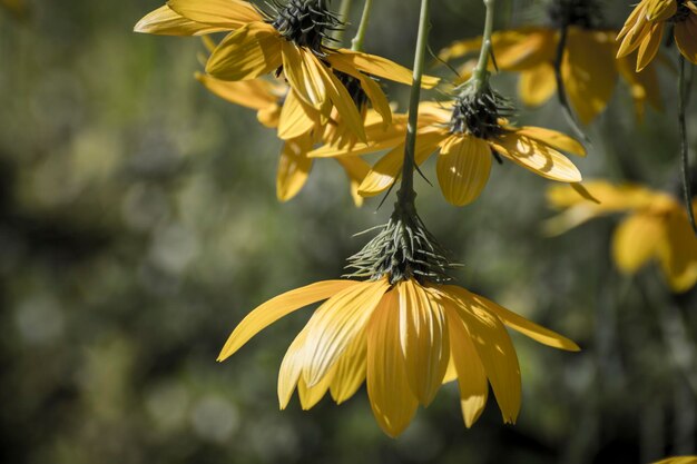 Photo close-up of yellow flowers blooming outdoors