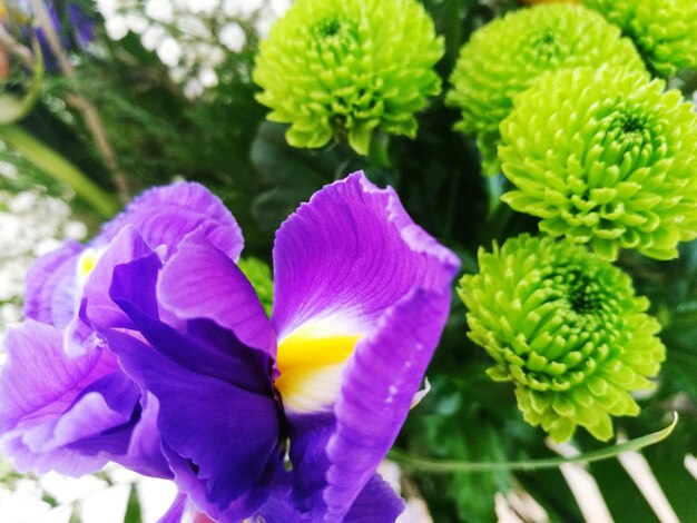 Close-up of yellow flowers blooming outdoors