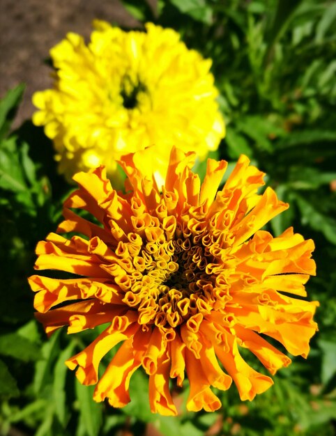 Close-up of yellow flowers blooming outdoors