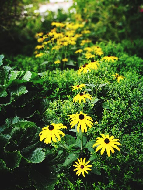 Close-up of yellow flowers blooming outdoors