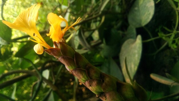 Close-up of yellow flowers blooming outdoors