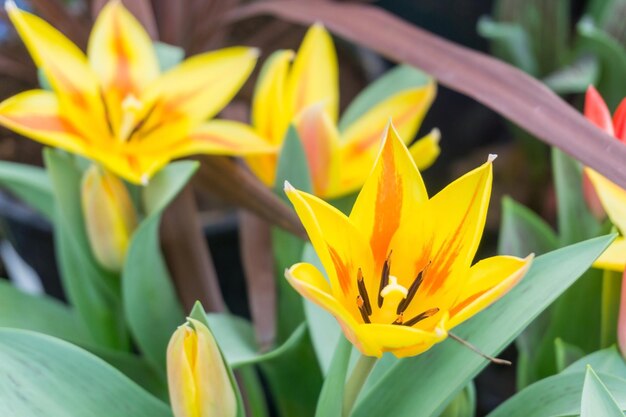 Close-up of yellow flowers blooming outdoors