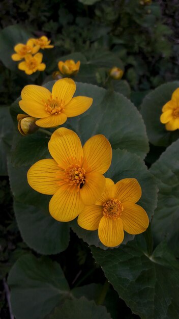 Close-up of yellow flowers blooming outdoors