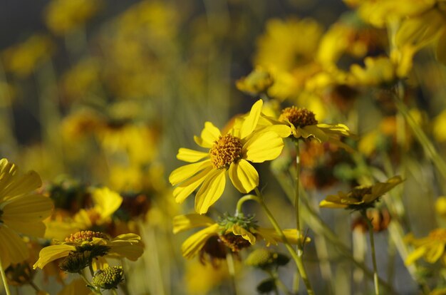 Close-up of yellow flowers blooming outdoors