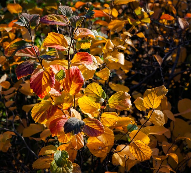 Photo close-up of yellow flowers blooming outdoors