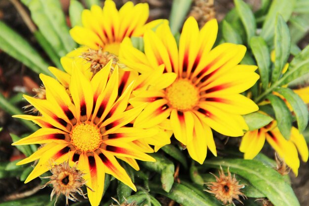 Close-up of yellow flowers blooming outdoors