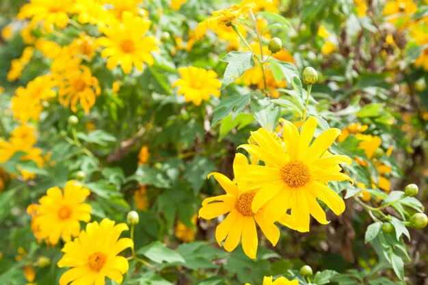 Close-up of yellow flowers blooming outdoors