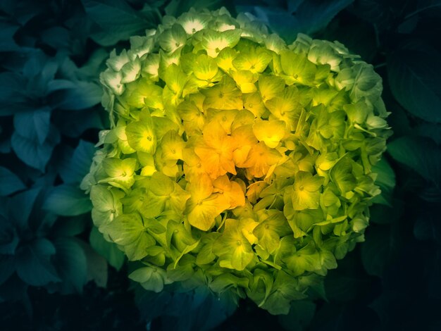 Close-up of yellow flowers blooming outdoors