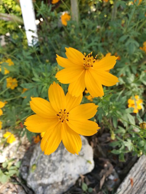 Close-up of yellow flowers blooming outdoors