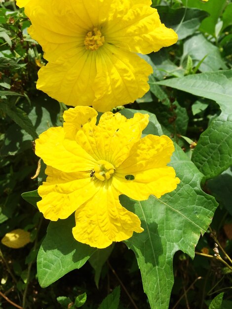 Close-up of yellow flowers blooming outdoors