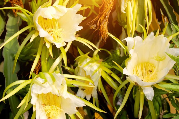 Close-up of yellow flowers blooming outdoors