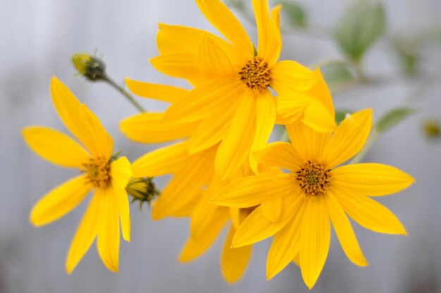 Close-up of yellow flowers blooming outdoors