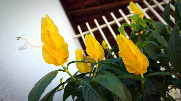 Close-up of yellow flowers blooming outdoors