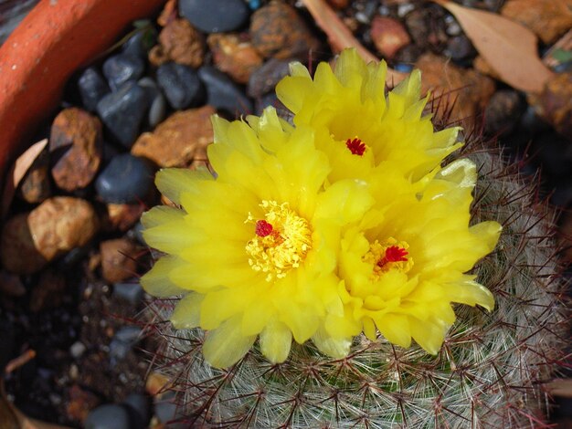 Close-up of yellow flowers blooming outdoors