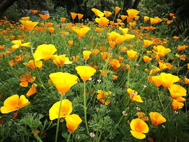 Close-up of yellow flowers blooming outdoors