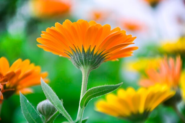 Close-up of yellow flowers blooming outdoors