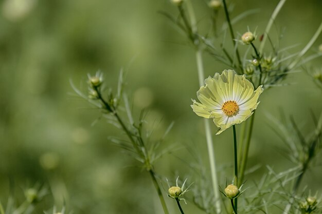 Photo close-up of yellow flowers blooming outdoors