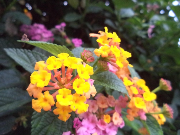 Foto close-up di fiori gialli che fioriscono all'aperto