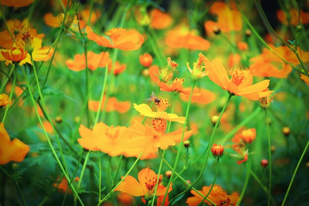 Close-up of yellow flowers blooming outdoors