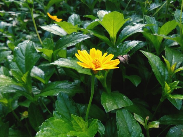 Close-up of yellow flowers blooming outdoors