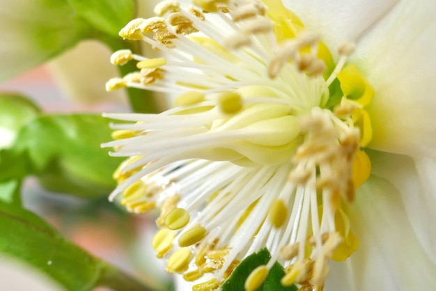 Foto close-up di fiori gialli che fioriscono all'aperto