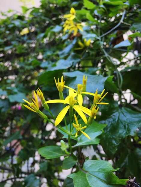 Close-up of yellow flowers blooming outdoors