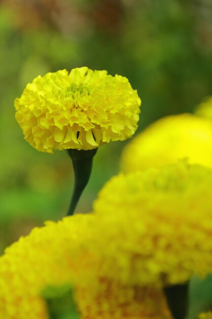 Close-up of yellow flowers blooming outdoors