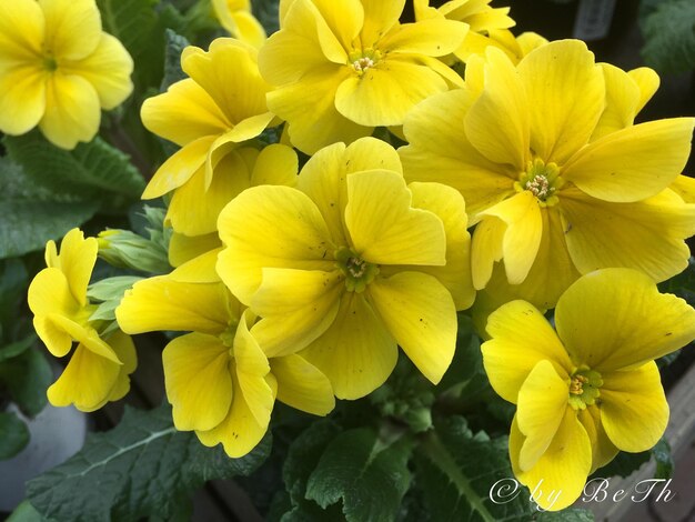 Close-up of yellow flowers blooming outdoors