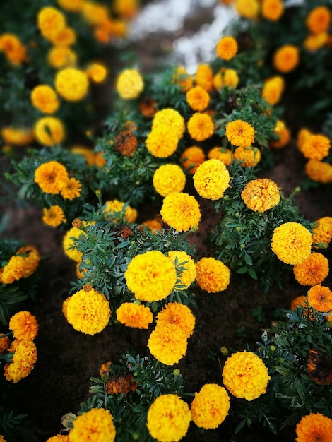 Close-up of yellow flowers blooming outdoors