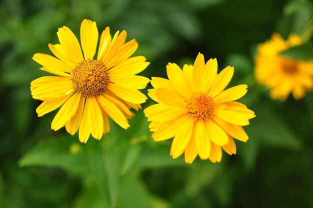 Photo close-up of yellow flowers blooming outdoors