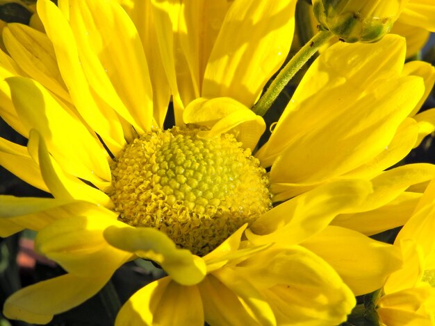 Close-up of yellow flowers blooming outdoors