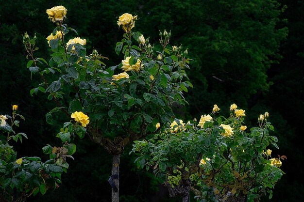 Close-up of yellow flowers blooming outdoors