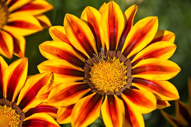 Close-up of yellow flowers blooming outdoors